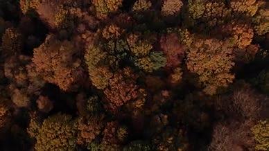 高清航拍俯视森林树冠风景视频视频的预览图